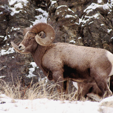Bighorn Sheep / Photo by Gary Powers