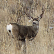 Deer Hunting | Idaho Fish and Game