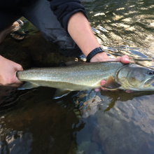 Adult Bull Trout
