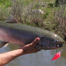chinook