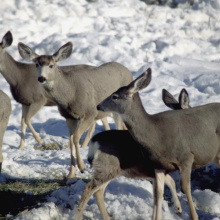 herd of mule deer eating alfalfa in snow during Winter feeding 
