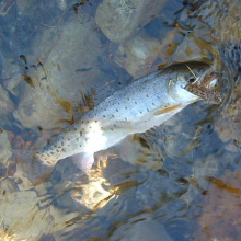 fishing_bct