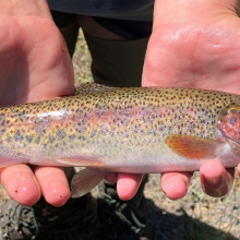 Rainbow trout/Photo by IDFG