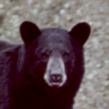 bear_black_head_shot