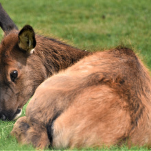 elk_calf_upper_snake.jpg