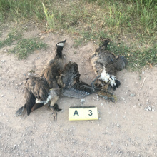 geese_hit_by_vehicle_near_bloomington_july_2022