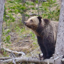 Grizzly Bear