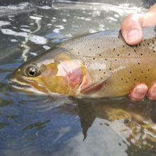 South Fork Yellowstone cutthroat trout