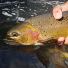 South Fork Yellowtone cutthroat trout