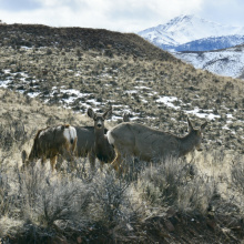 muledeerherd_1_201_a.jpeg