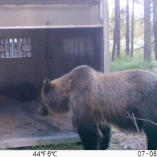 Grizzly Bear Research Trapping
