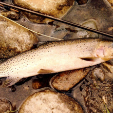 cutthroat