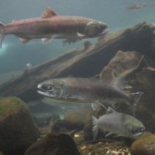 MKsockeye2222.jpg