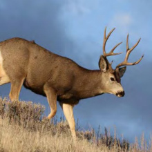 mule_deer_buck