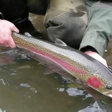 Steelhead Fishing | Idaho Fish And Game