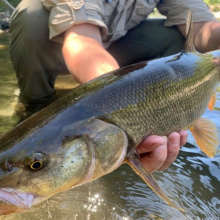 pikeminnow