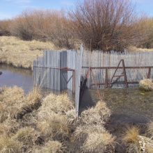 weir_pic_1