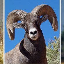 Photo collage of a moose, bighorn sheep, and mountain goat