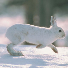 snowshoe hare in snow November 2013