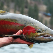 steelhead head shot being held January 2012
