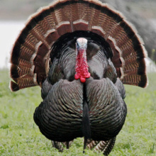 tom turkey 
