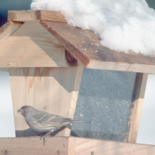 Winter feeding bird on a snow covered bird house