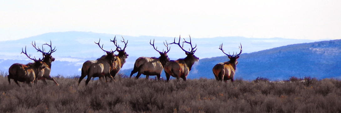 Magic Valley Big Game Season Setting Proposals for 2023-2024 | Idaho ...