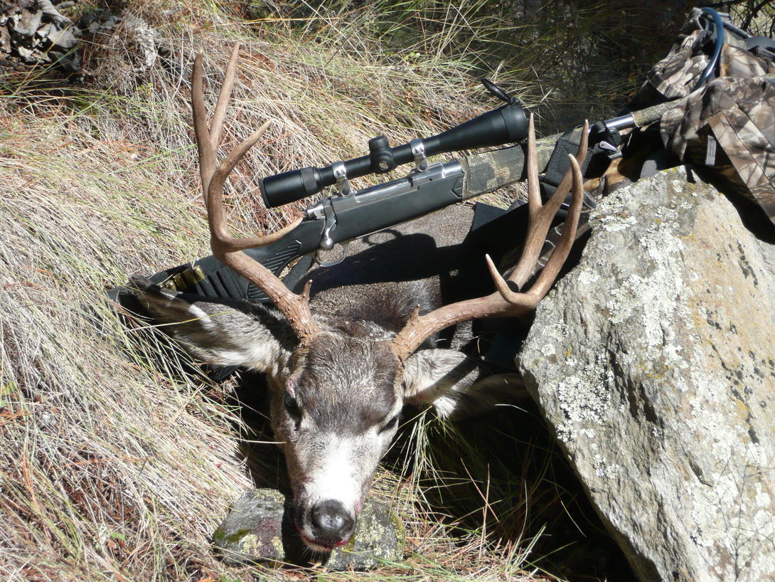 What hunters in Units 1415 need to know about CWD management this fall Idaho Fish and Game