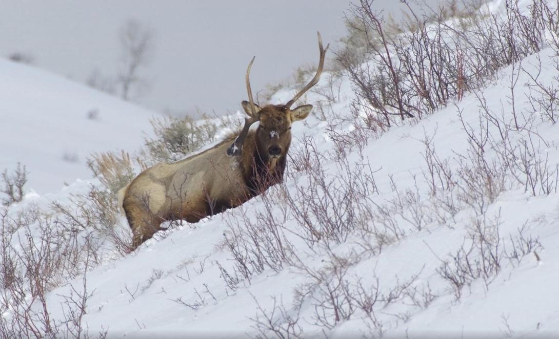Bull elk shot and left to waste in Montpelier Canyon Idaho Fish and Game