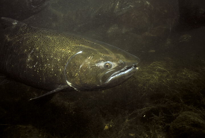 Red River Wildlife Management Area WMA chinook salmon underwater shot