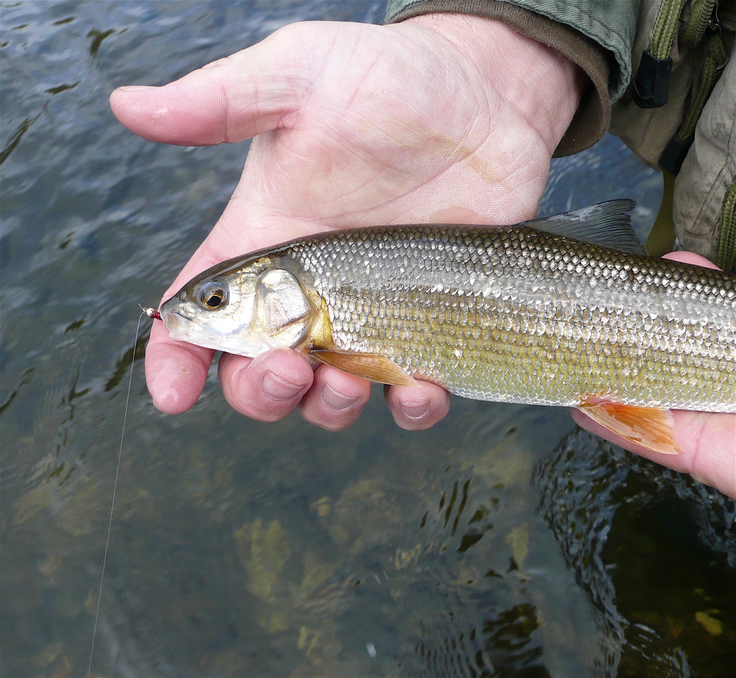Mountain whitefish is a game fish native to Idaho streams. 