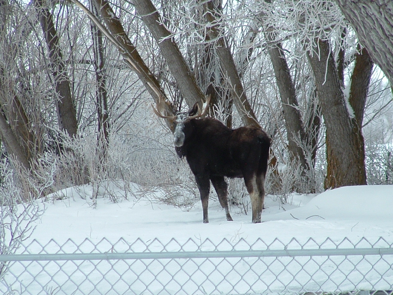 Bull moose euthanized after a public safety hazard near