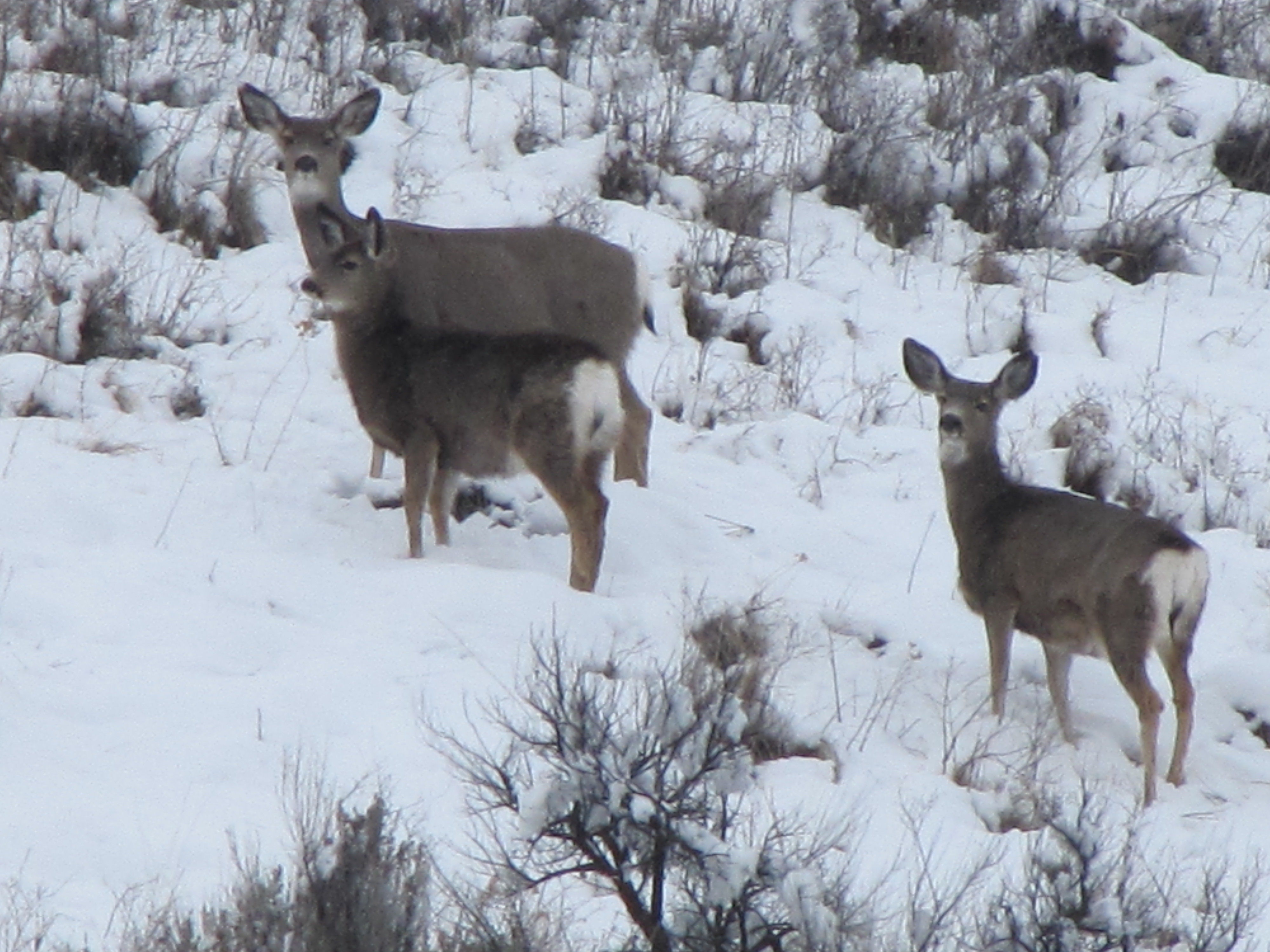 Wintering mule deer at Andrus WMA Wildlife Management Area in deep Winter snow