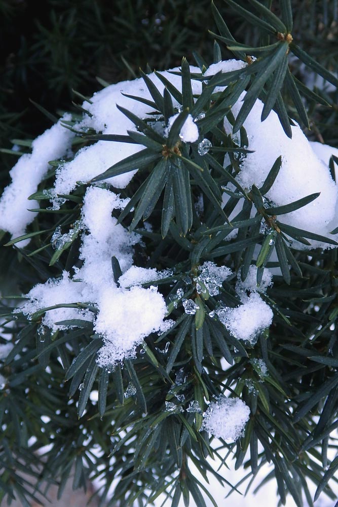 Japanese yew branches covered with snow