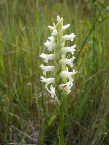 Spiranthes diluvialis