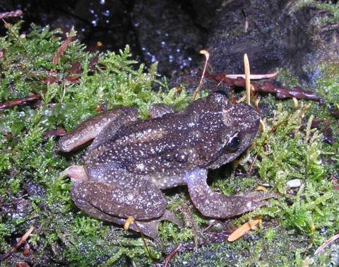 Inland Tailed Frog (Ascaphus montanus) - Photo Public Domain by Ryan Killackey, Idaho Fish and Game