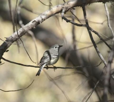 http://animaldiversity.ummz.umich.edu/site/resources/phil_myers/ADW_birds_3_4_03/vireo0326.jpg/medium.jpg