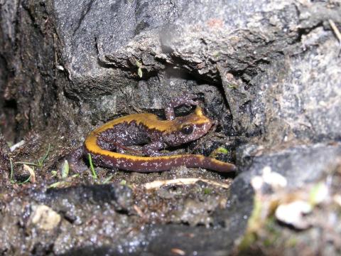 Coeur d'Alene Salamander (Plethodon idahoensis) - Photo Public Domain by Ryan Killackey, Idaho Fish and Game