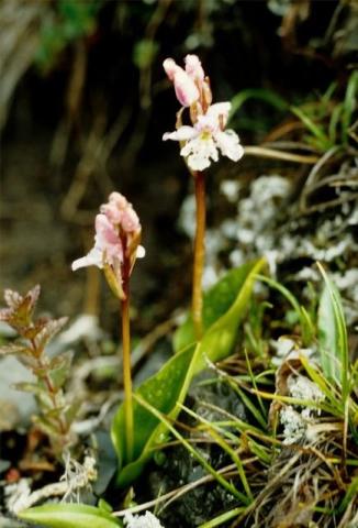 http://www.biopix.com/round-leaved-orchid-amerorchis-rotundifolia_photo-30509.aspx
