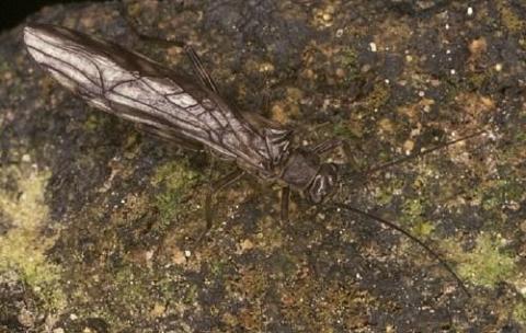 http://www.bioimages.org.uk/vfg/MWSt/MinDSDII/1975/75-05/75-05-31/75E31Plecoptera2.jpg
