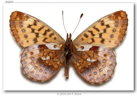 http://butterfliesofamerica.com/images/Nymphalidae/Argynnini/Boloria_frigga_gibsoni/Boloria_frigga_gibsoni_Glenn_Hwy_120_mi_from_Anchorage_AK_USA_02-VII-72_6.jpg
