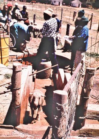 http://commons.wikimedia.org/wiki/File:Dipping-sheep-Lesotho.jpg