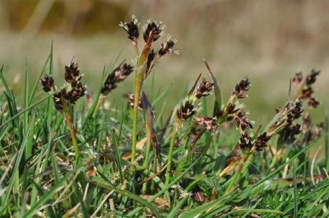 http://www.biopix.com/field-wood-rush-luzula-campestris_photo-98886.aspx