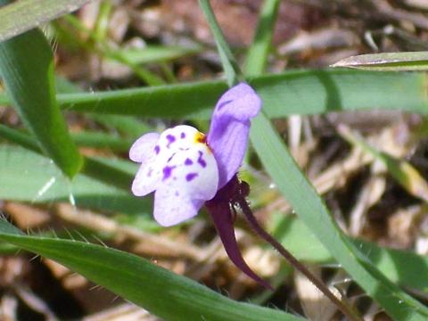 http://commons.wikimedia.org/wiki/File:Linaria_amethystea_enfoque_2010-4-02_SierraMadrona.jpg