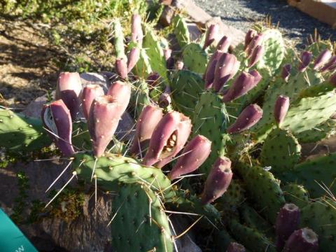 Opuntia macrorhiza (Twisted-spine Prickly-pear) | Idaho Fish and