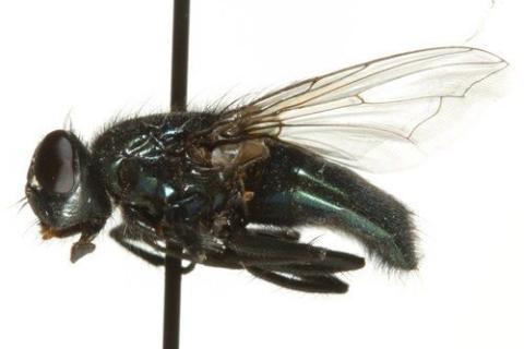 http://www.boldsystems.org/views/taxbrowser.php?taxon=Protophormia+terraenovae