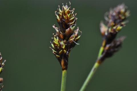 http://www.biopix.com/hares-foot-sedge-carex-lachenalii_photo-94616.aspx