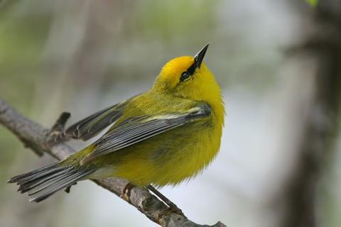 http://commons.wikimedia.org/wiki/File:Blue-winged_Warbler.jpg