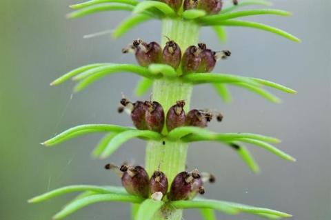 http://www.biopix.com/common-mares-tail-hippuris-vulgaris_photo-100252.aspx