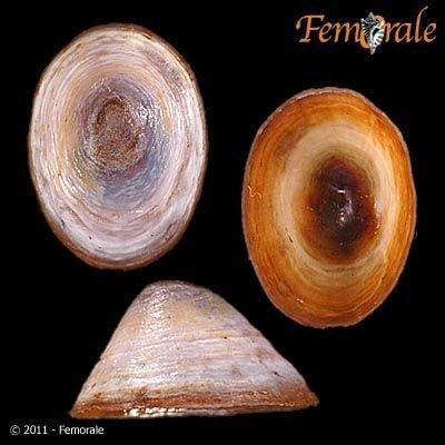 http://www.femorale.com/shellphotos/detail.asp?species=Lanx%20alta%20(Tryon,%201865)